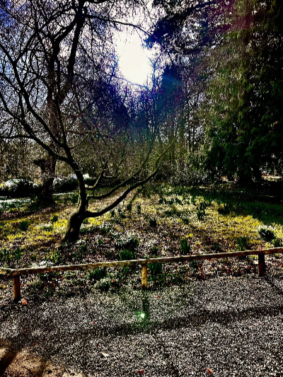 trees behind a low fence
